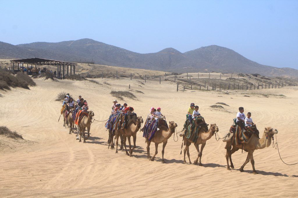 27 menores de PAMAR son beneficiados con paseo en camello por Cactus Tours