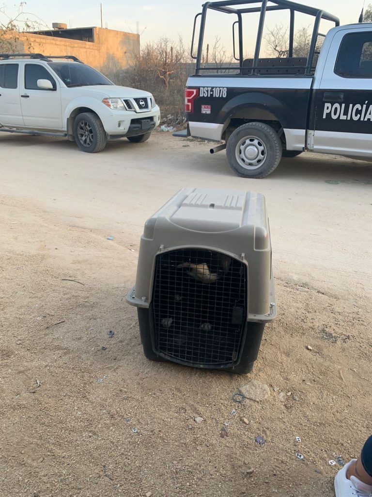 A través de los Juzgados Cívicos, buscan disminuir el maltrato animal en Los Cabos