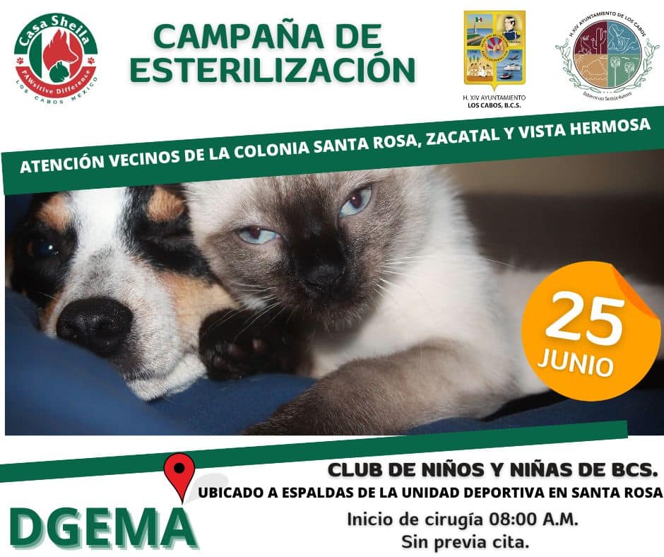 Realizarán campaña de esterilización de mascotas en SJC