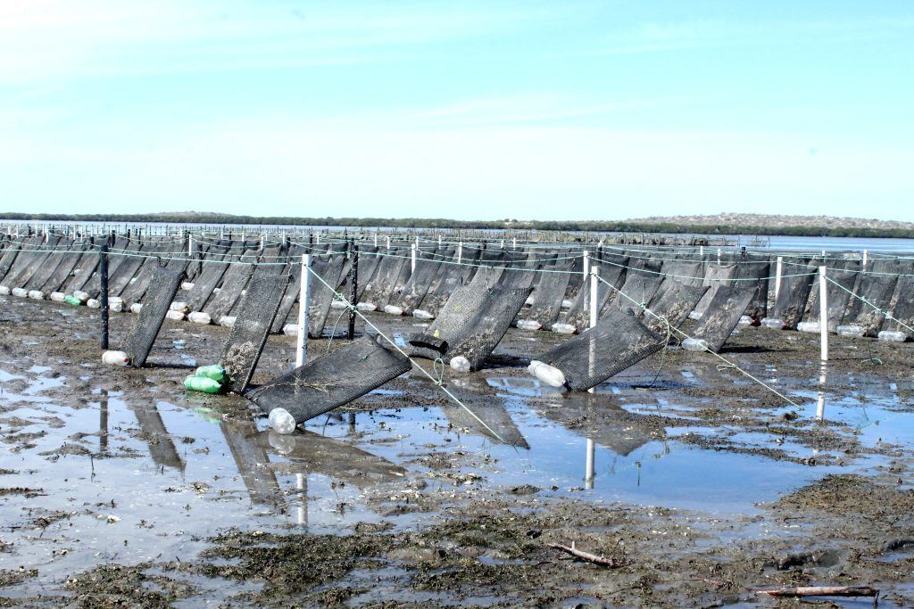 Impulsa Gobierno la acuacultura de ostión en Baja California Sur ACUICOLA