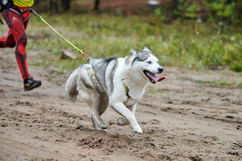 El evento “Canicross Etocane K-9, BCS” combinará amor por los perros y apoyo a asociaciones de rescate animal el próximo 1 de marzo en La Paz.