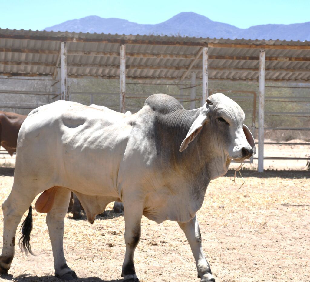 Los programas de sanidad animal abarcan tuberculosis bovina, rabia y vigilancia epidemiológica para asegurar productos de calidad.