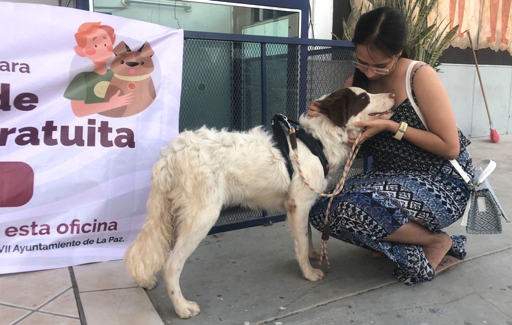 El Centro Municipal de Atención Canina realiza más de 1,100 esterilizaciones y 190 adopciones en 2024