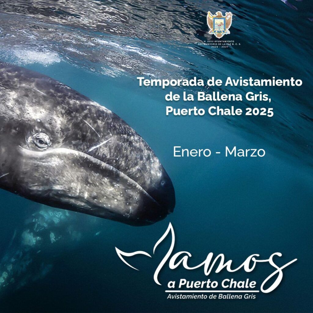 Autoridades exhortan a operadores turísticos y visitantes a respetar las normas para proteger a la ballena gris y su hábitat.