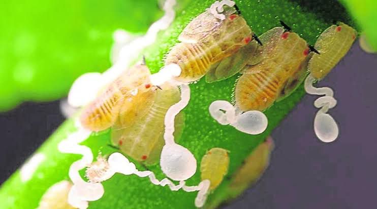 El devastador insecto conocido como dragón amarillo, podría causar graves daños en cultivos y afectar la estabilidad económica.
