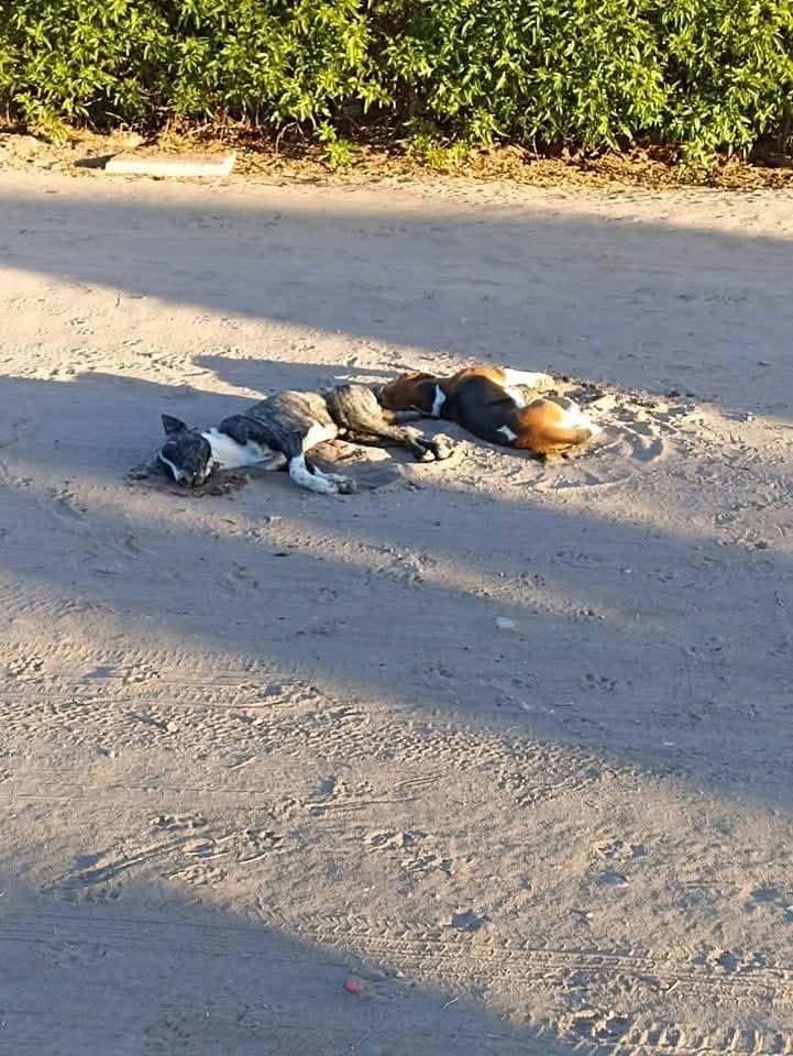 Residentes exigen respuestas ante el envenenamiento sistemático de animales en Ciudad Constitución.