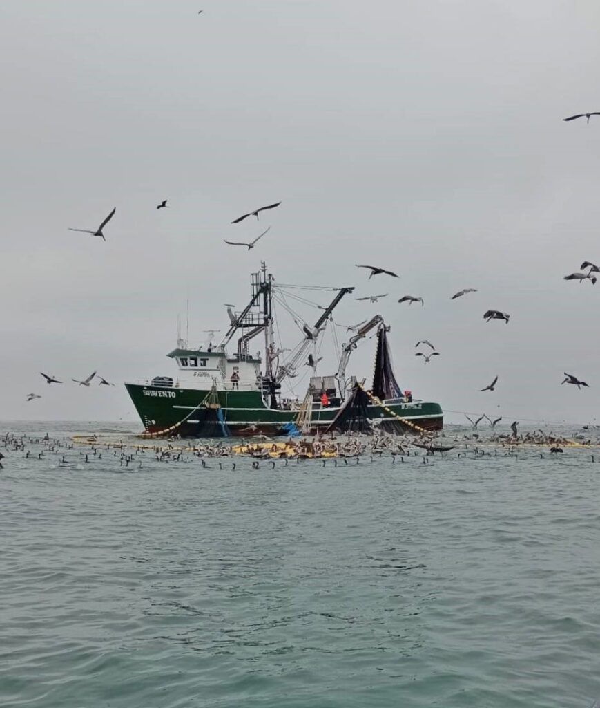 Operativo de inspección detecta pesca irregular cerca de la entrada al estero, afectando a los mamíferos marinos y el turismo en la región.
