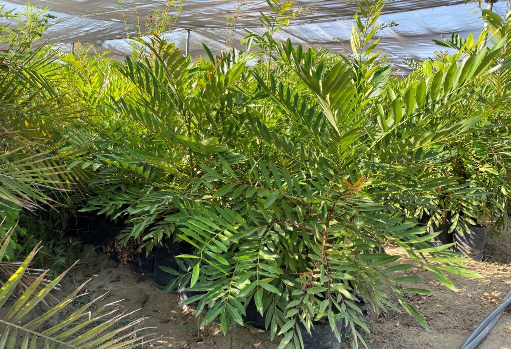 La Paz, Comondú, Mulegé, Los Cabos y Loreto recibieron especies como guayaba, pistache y mango criollo para reforestar parques y edificios públicos
