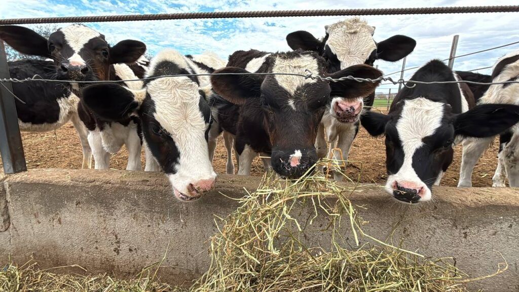 Gracias al trabajo coordinado entre autoridades y productores, Baja California Sur mejora su estatus en la lucha contra la tuberculosis bovina.