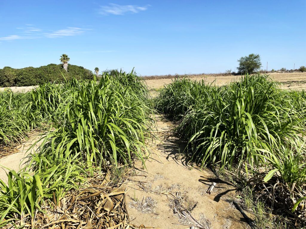 Con la entrega de alimento y la siembra de forraje por más de 3.3 millones de pesos, se respaldan a los productores ganaderos en diversas zonas estratégicas de la entidad.