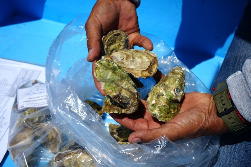 Se identificó saxitoxina en muestras de la zona; análisis federal determinará niveles de riesgo.