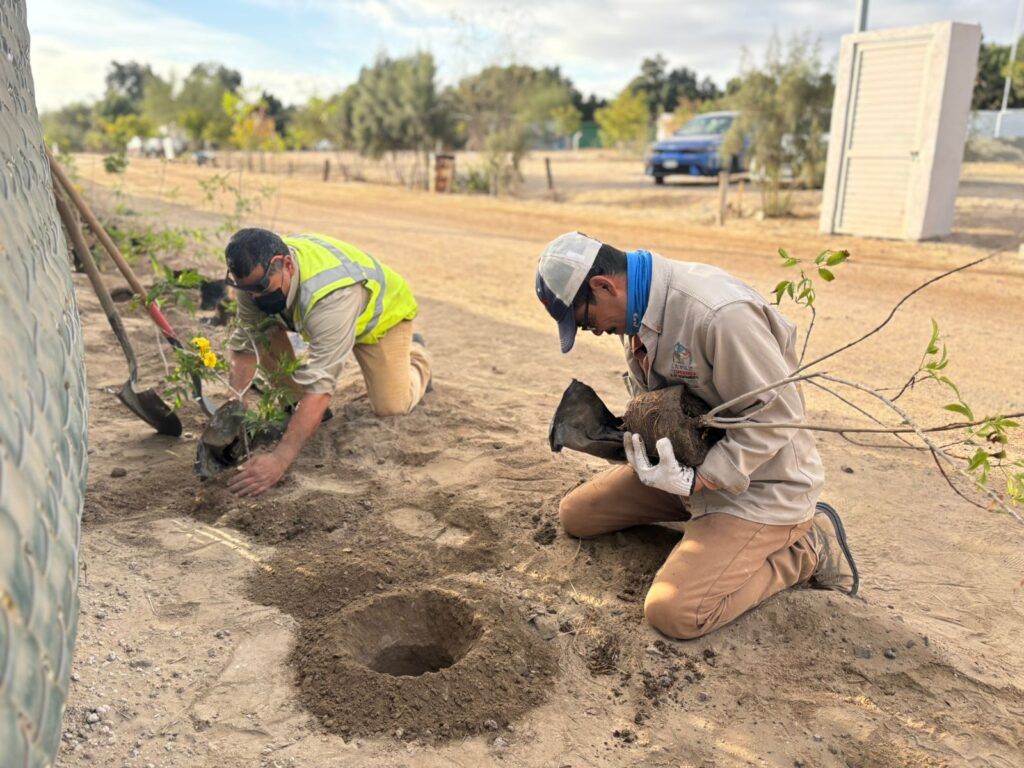 A través del programa Pulmones Urbanos, se plantaron más de 300 árboles en enero para fortalecer el equilibrio ambiental.