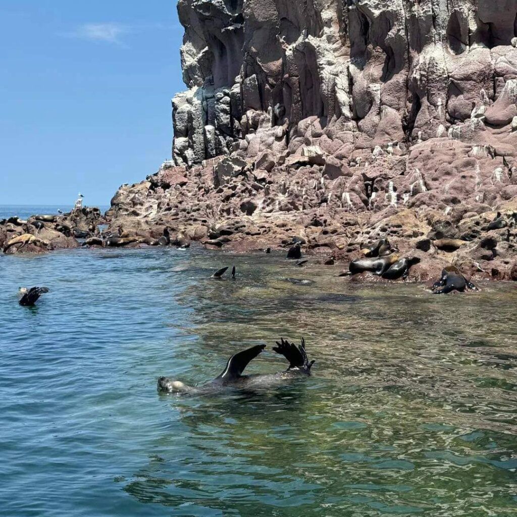 La Paz exhorta a visitantes y locales a explorar playas, islas y pueblos con encanto durante las festividades.
