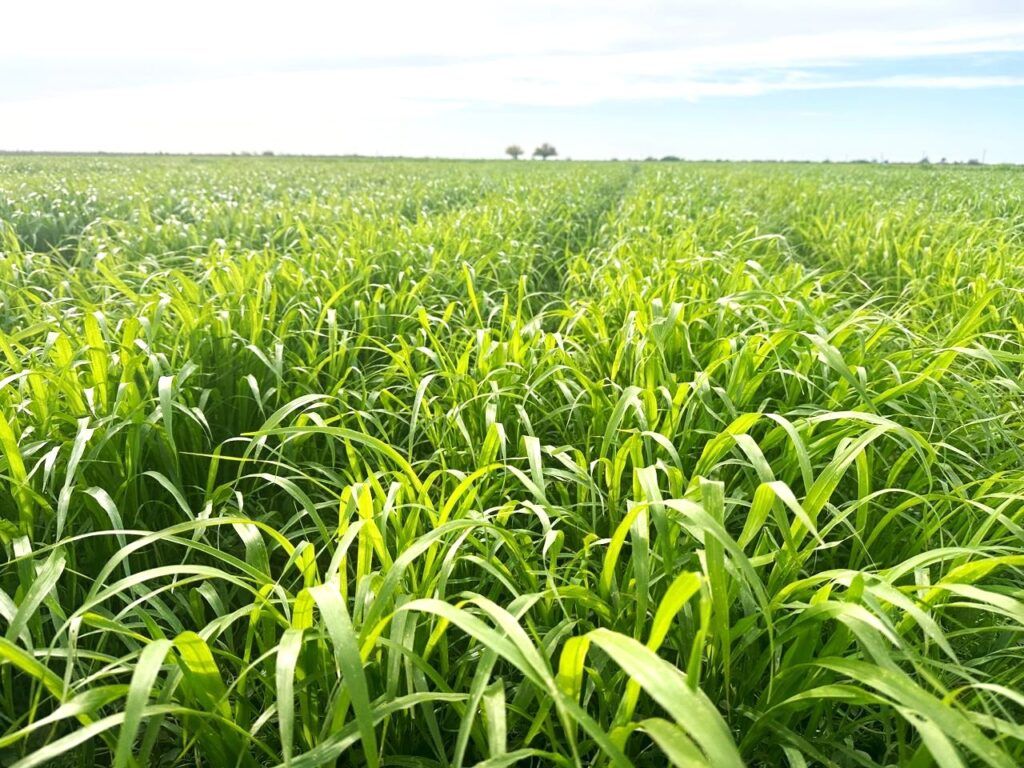El respaldo federal y estatal fortalecerá el Plan Estratégico de Atención a la Sequía con la compra de concentrado alimenticio para el ganado.