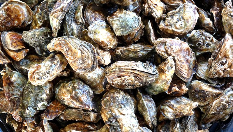 La medida afecta temporalmente a productores de La Bocana y esteros, mientras se determina si los niveles de saxitoxina en moluscos son peligrosos para el consumo humano.