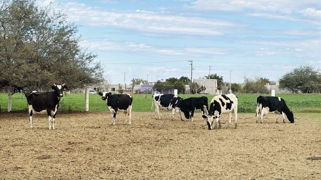 La meta es alcanzar los 20 mil litros de leche diarios en el Valle de Santo Domingo con vaquillas, tractores y mejoras en alimentación animal.