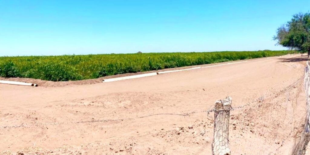 Cinco hectáreas sembradas de sorgo forrajero con apoyo voluntario y coordinación institucional producirán alimento clave para unidades de producción pecuaria en Comondú.