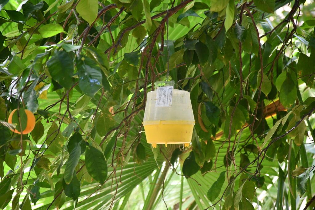 Buscan mantener a la entidad libre de plagas como la mosca de la fruta, con apoyo de productores, ciudadanía y visitantes.