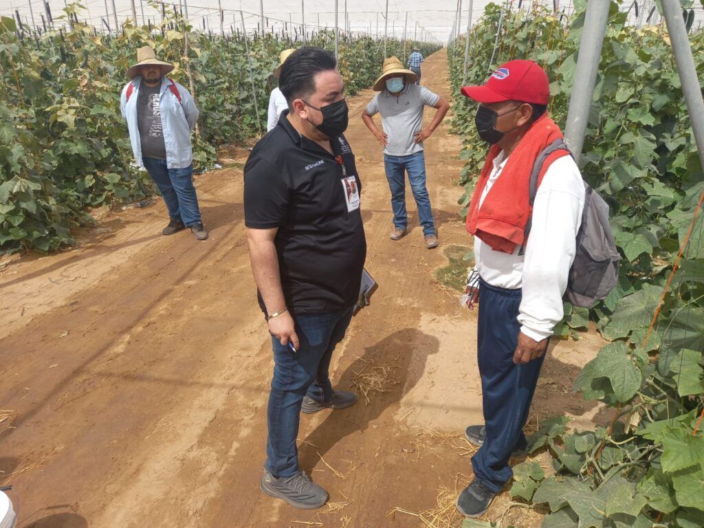 66 inspecciones en campos agrícolas refuerzan la vigilancia sobre la presencia de menores en el ámbito laboral, en coordinación con el IMSS.
