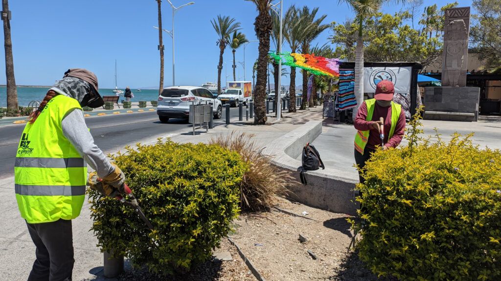 Personal operativo atendió jardineras del malecón y áreas como el Teatro Juárez, el parque Revolución y la colonia Diana Laura para mejorar el entorno urbano.