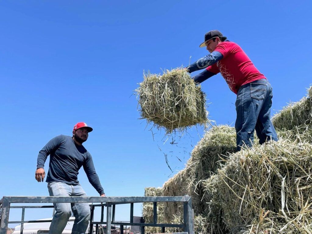 El Gobierno del Estado impulsa el cultivo de sorgo como medida estratégica para garantizar alimento y fortalecer al sector ganadero.