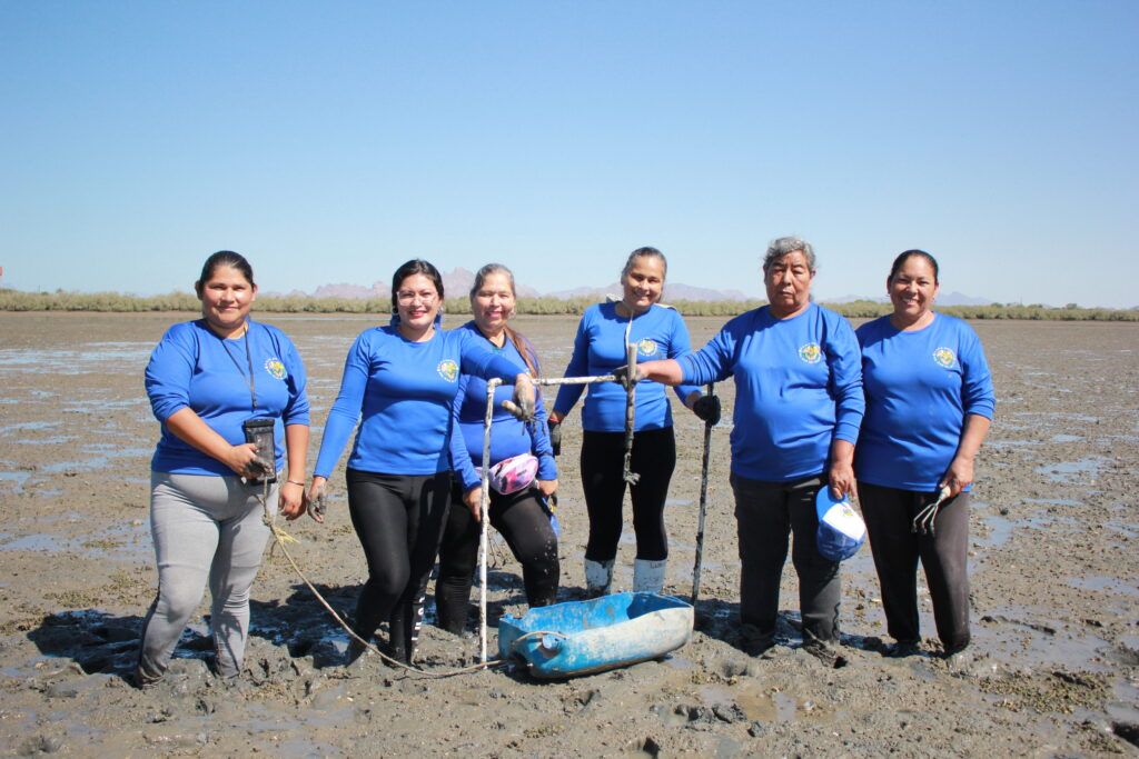 En la Laguna de La Cruz, Bahía de Kino, un grupo de pescadoras lucha por devolverle la vida a un estero que alguna vez rebosó de almejas, aves y esperanza.
