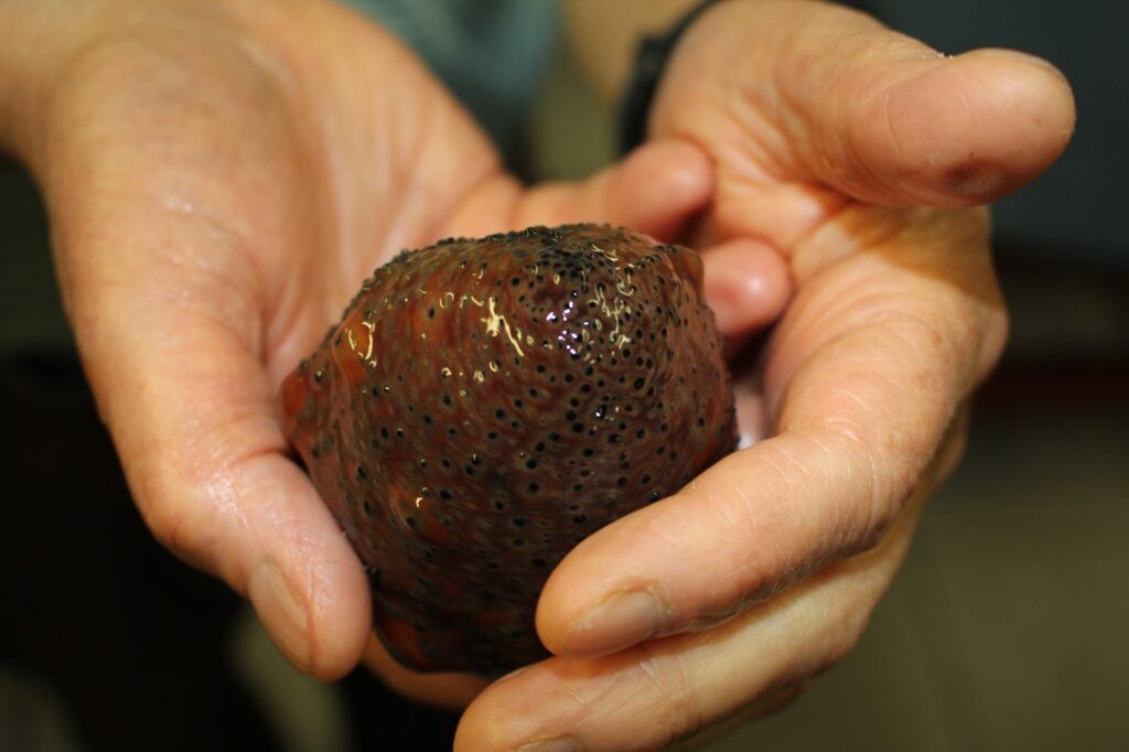 El pepino de mar, esencial para la salud del ecosistema, está desapareciendo ante la pesca ilegal. En Baja California, científicos trabajan a contrarreloj para cultivarlo y evitar el colapso del mar.
