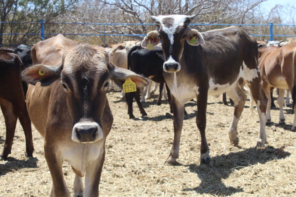 Con protocolos del Dispositivo Nacional de Emergencia en Salud Animal y la participación de productores, Baja California Sur refuerza su estatus libre de Gusano Barrenador.