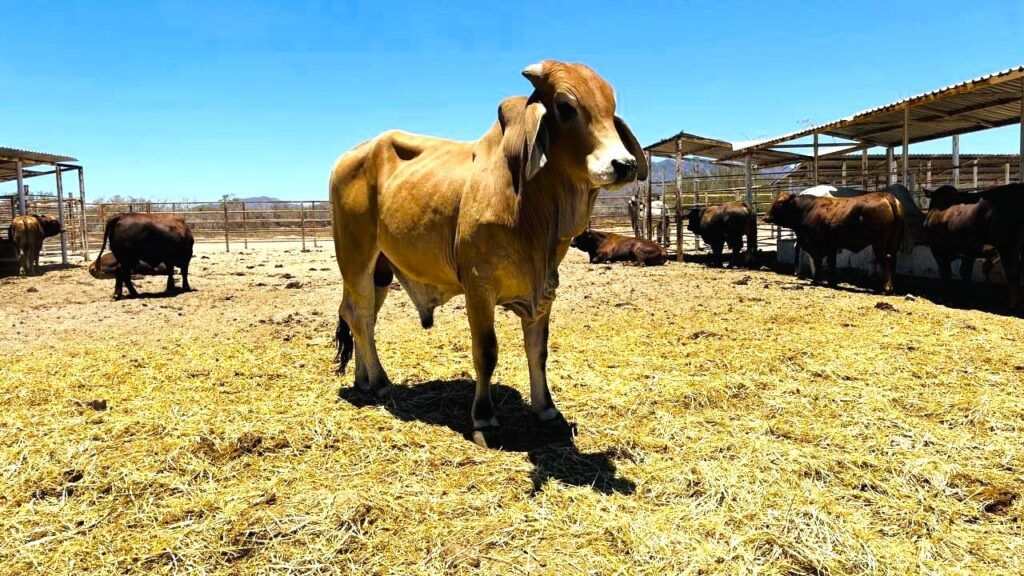 El Plan Estratégico contra la sequía y otros programas buscan proteger cultivos y recursos agropecuarios ante retos ambientales y sanitarios