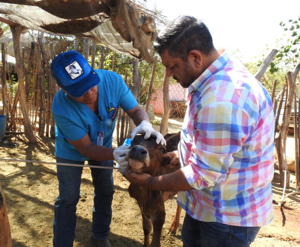 El Ayuntamiento de La Paz atendió ganado caprino, bovino y equino en ranchos de Santa Gertrudis, respondiendo a solicitudes de comunidades rurales con difícil acceso a servicios.