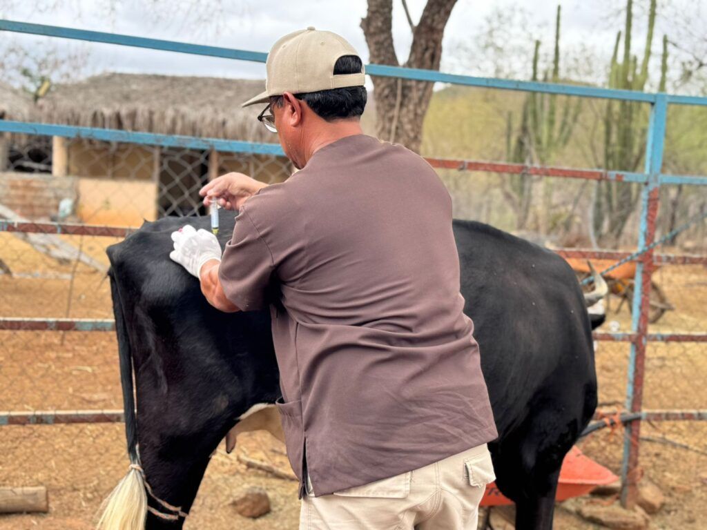 El Ayuntamiento de La Paz brinda atención clínica y medicamentos gratuitos para combatir deficiencias alimenticias, parasitosis y afecciones oculares en ganado bovino.