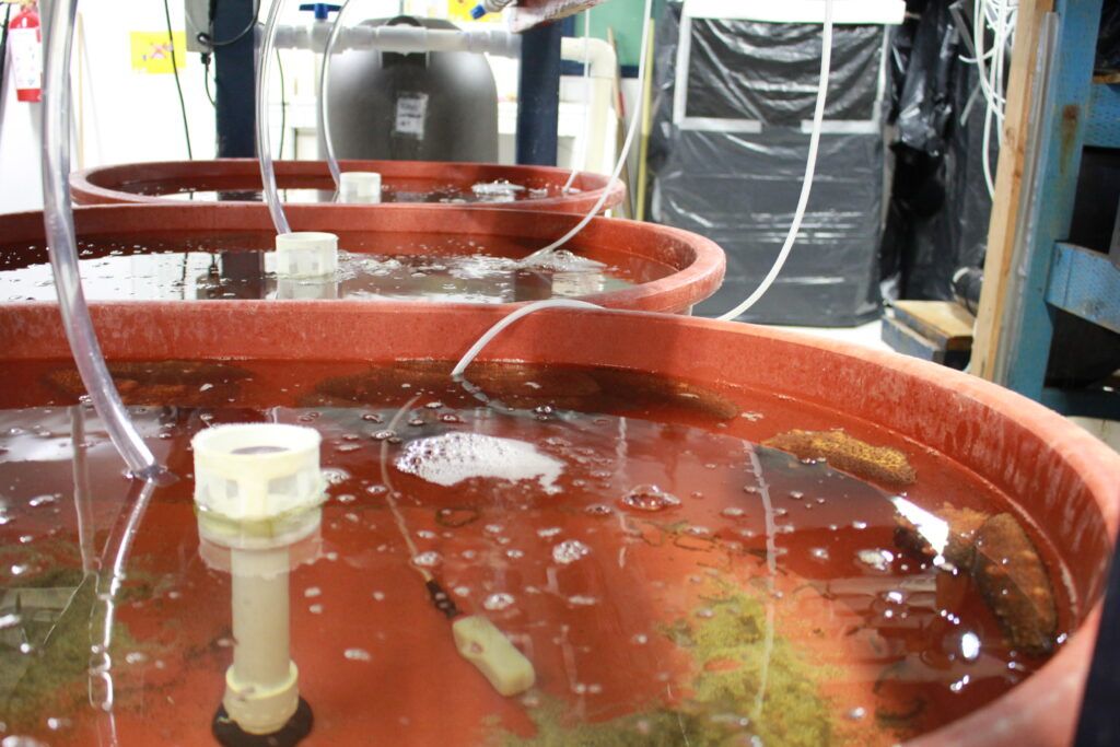 El pepino de mar, esencial para la salud del ecosistema, está desapareciendo ante la pesca ilegal. En Baja California, científicos trabajan a contrarreloj para cultivarlo y evitar el colapso del mar.