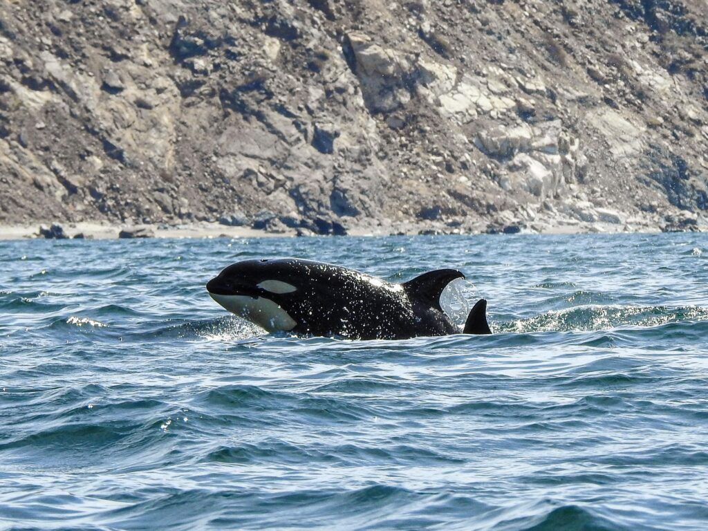 La Ventana, en Baja California Sur, inicia la primera temporada regulada de interacción turística con orcas tras años de presión sobre la especie.