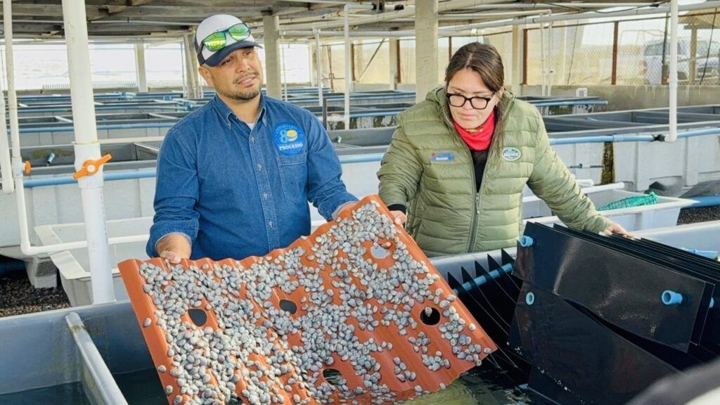Medida basada en evidencia técnica para equilibrar economía local, regulación y conservación del abulón