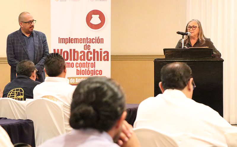 La Paz redujo a 71 los casos en 2024 gracias al método Wolbachia; en Los Cabos se registraron más de 2 mil.