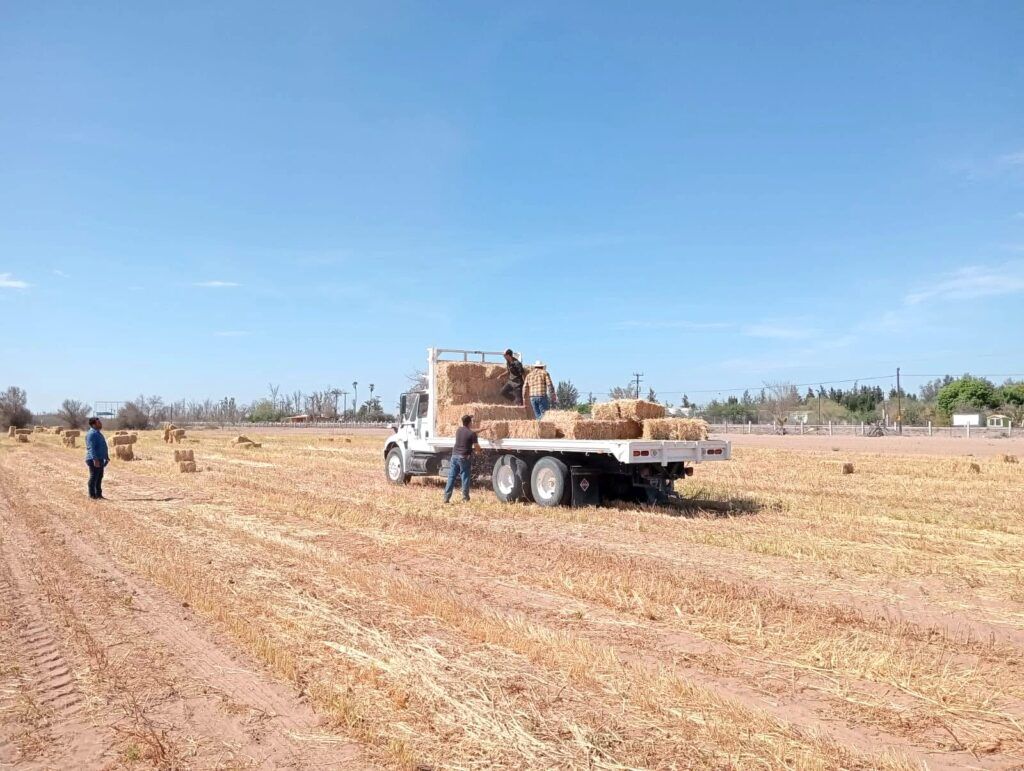 Con fondos estatales, se impulsa la producción de sorgo y forraje en San Luis Gonzaga y Ciudad Constitución, beneficiando a ganaderos y agricultores locales.