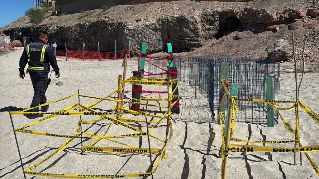 El Coromuel libera crías de tortuga golfina y promueve participación infantil gratuita