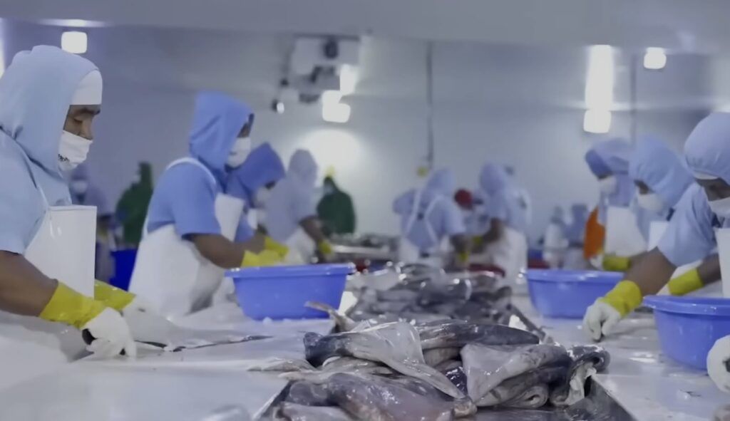 Con hasta 250 toneladas diarias y más de mil empleos directos, la captura de calamar gigante genera una derrama económica de notable impacto en la economía regional