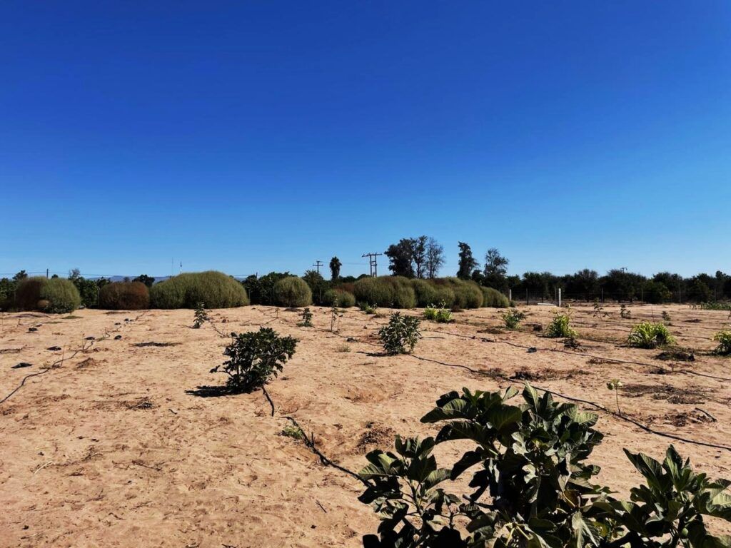 Con una inversión de más de 900 mil pesos, se fortalece la reconversión productiva y se prevé una cosecha de 250 toneladas de higo con valor estimado en 33.5 millones de pesos.