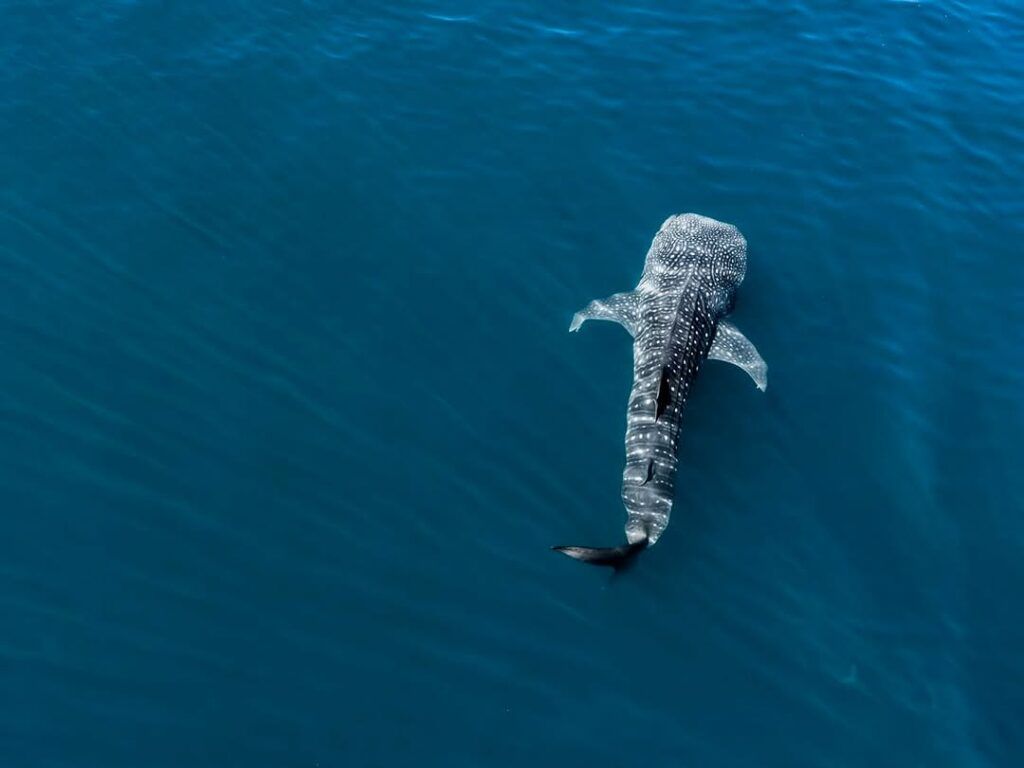 Siete ejemplares de tiburón ballena han sido identificados esta temporada, lo que confirma las rutas migratorias y la riqueza de plancton en la zona.