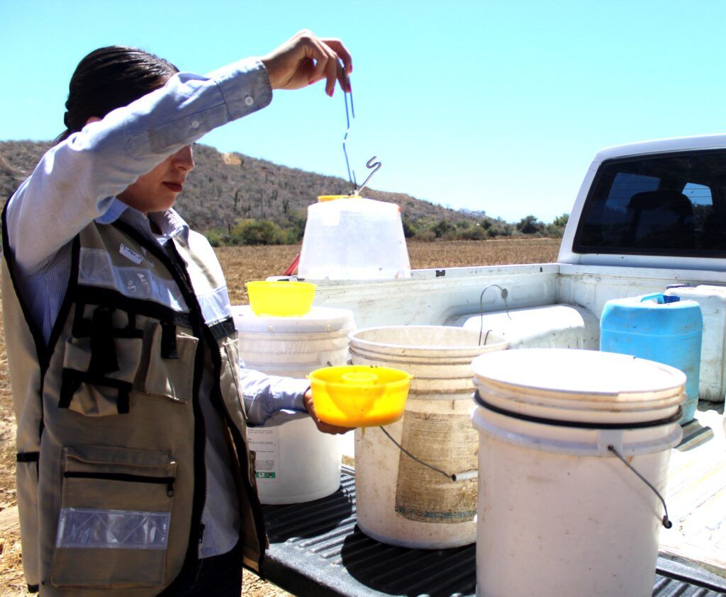 Con más de 39 millones de pesos aplicados en trampeo, fumigación y liberación de moscas estériles, el Gobierno del Estado y productores protegen los cítricos sudcalifornianos y mantienen el estatus de zona libre de mosca de la fruta