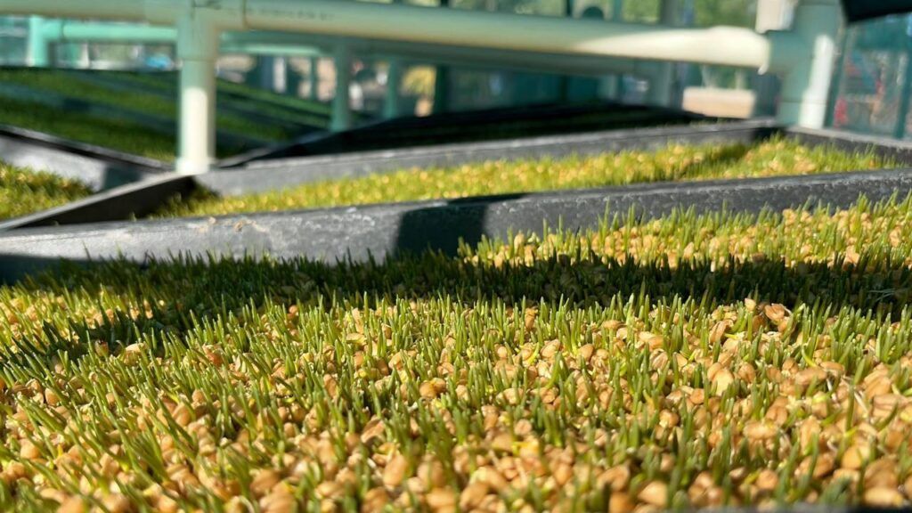 El Gobierno del Estado reafirma apoyo a productores para fortalecer un sector agropecuario más sólido y sostenible.