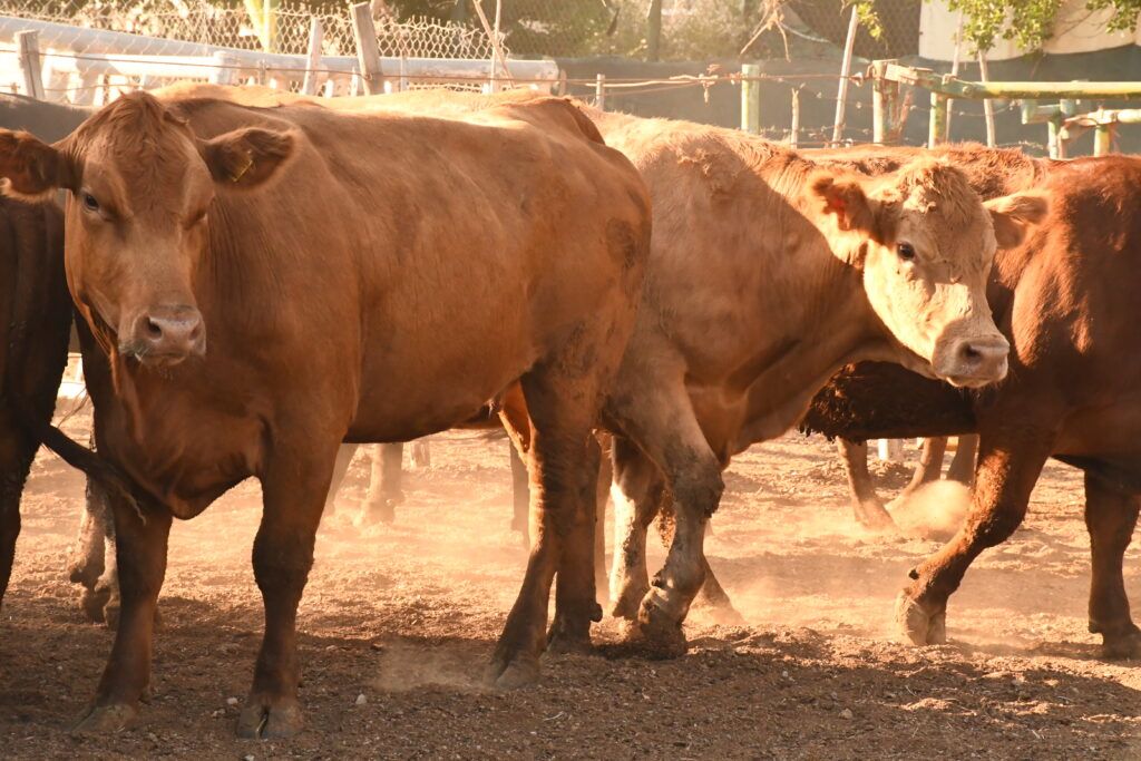 El Padrón Ganadero busca regularizar la actividad pecuaria, brindar certeza jurídica y promover sostenibilidad en la producción.