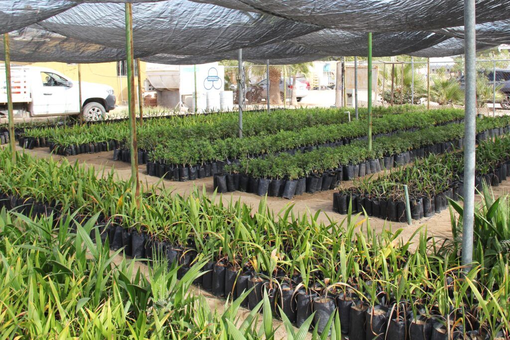 Se entregan mil plantas al ejido El Centenario, con el objetivo de fortalecer la reforestación, promoviendo la participación activa de los distintos sectores de la sociedad.
