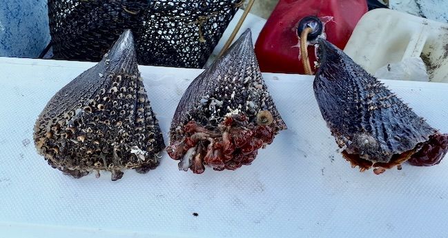 COEPRIS implementó un cierre precautorio para la extracción, comercialización y consumo de moluscos bivalvos en los esteros La Bocana y El Coyote, Mulegé, tras detectarse saxitoxina.