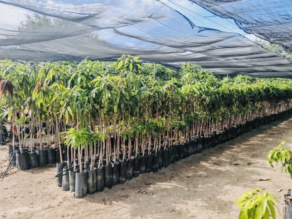 Más de 11 mil plantas se distribuyeron en escuelas, parques y dependencias públicas; CEPROVEG mantiene abierto el programa de donación