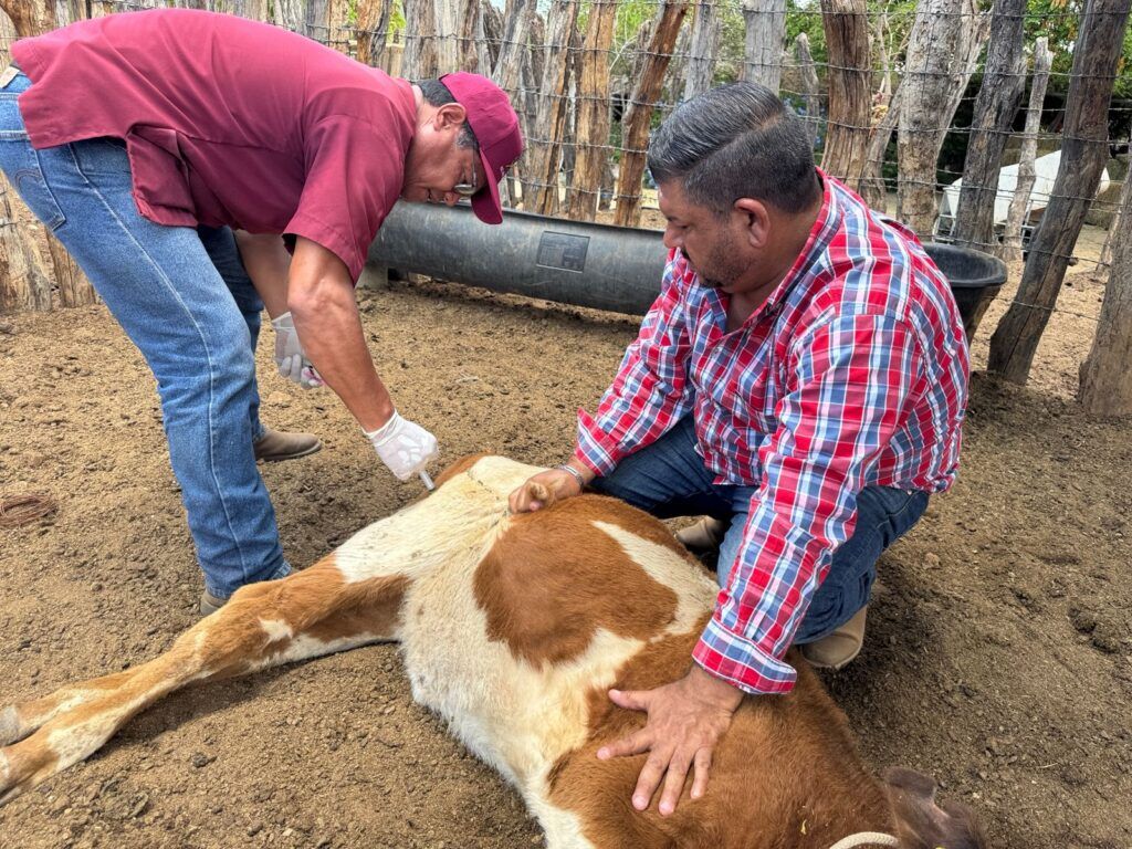 San Antonio, El Carrizal, Los Planes, Los Barriles y El Pescadero recibieron acompañamiento técnico y atención veterinaria; Los Dolores concentró mayor demanda.