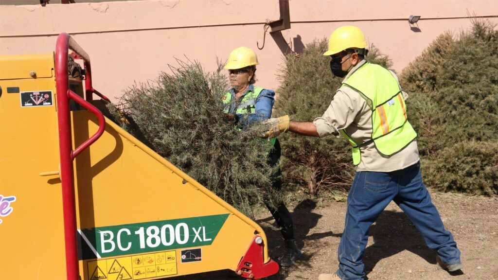 Se han recibido más de 70 árboles de Navidad naturales, los cuales serán triturados para reutilizarse como mulch. La recepción será de lunes a sábado, de 7:00 a 18:00 horas, durante enero.
