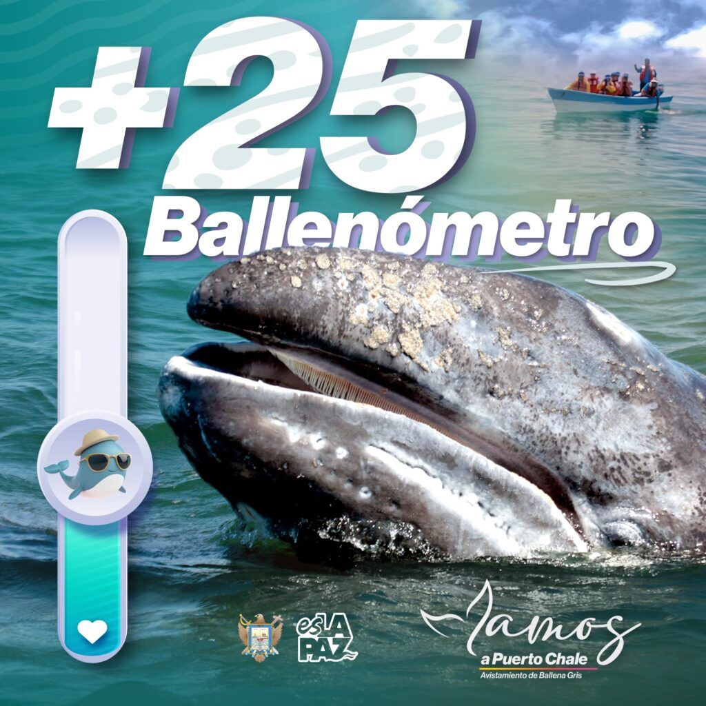 Con más de 25 avistamientos registrados, el destino confirma el arribo gradual de ballena gris al municipio de La Paz