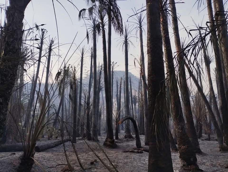 El Gobierno de BCS buscará reforzar la coordinación interinstitucional y mejorar la respuesta oportuna ante emergencias forestales, priorizando la protección del patrimonio natural y la seguridad de la población sudcaliforniana.